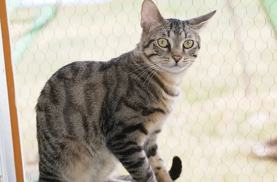 Luciol, grey tabby male mixed breed for adoption at 30 Millions d'Amis, Paris