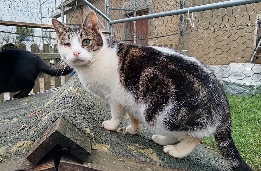 Georges, brown tabby male mixed breed for adoption at 30 Millions d'Amis, Paris