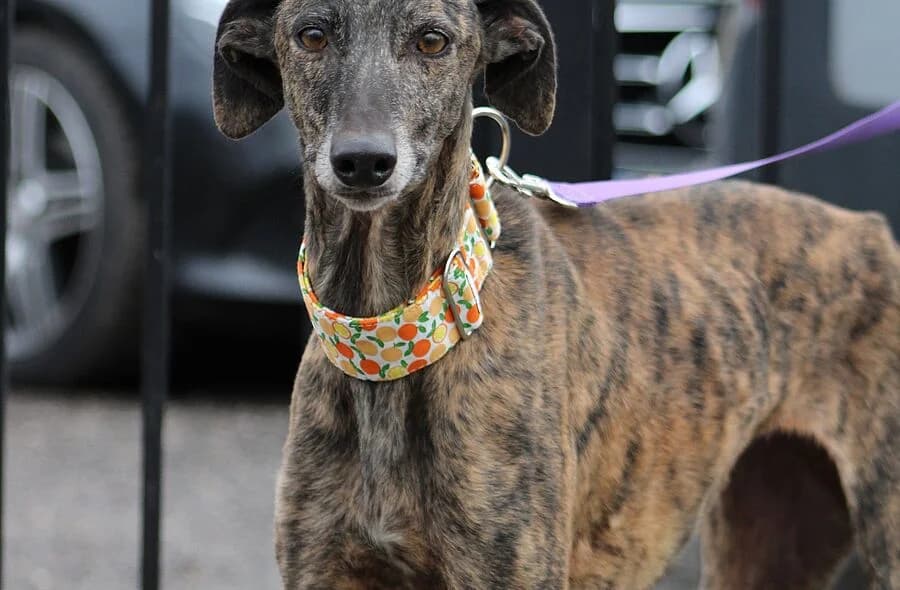Peca, female 4yo Galgo Español for adoption at 30 Millions d'Amis, Paris
