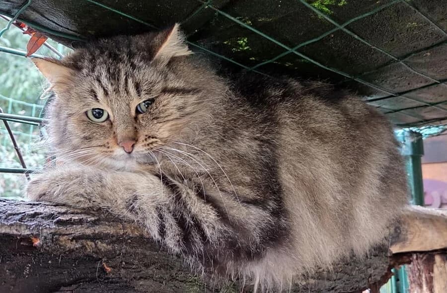 Isidore, unknown male mixed breed for adoption at 30 Millions d'Amis, Paris