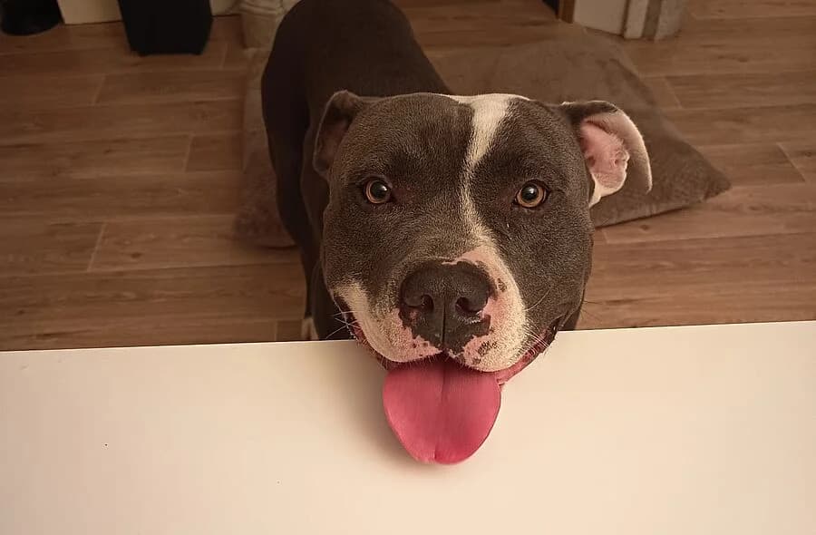 Arko, unknown male mixed breed for adoption at 30 Millions d'Amis, Paris