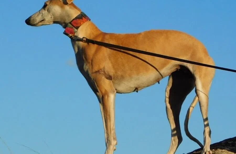 Perla, female 4yo Galgo Español for adoption at 30 Millions d'Amis, Paris
