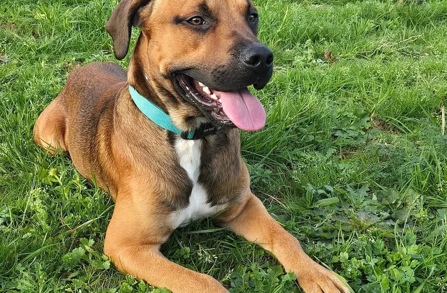 Tyser, unknown male Mixed Breed for adoption at 30 Millions d'Amis, Paris