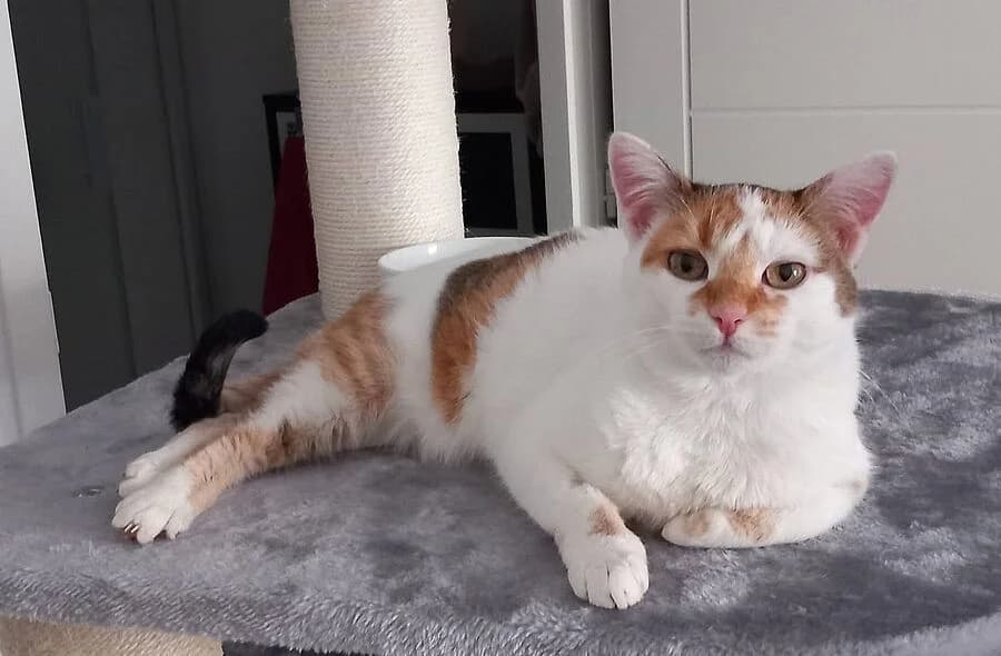 Noisette, brown_chocolate female mixed breed for adoption at 30 Millions d'Amis, Paris