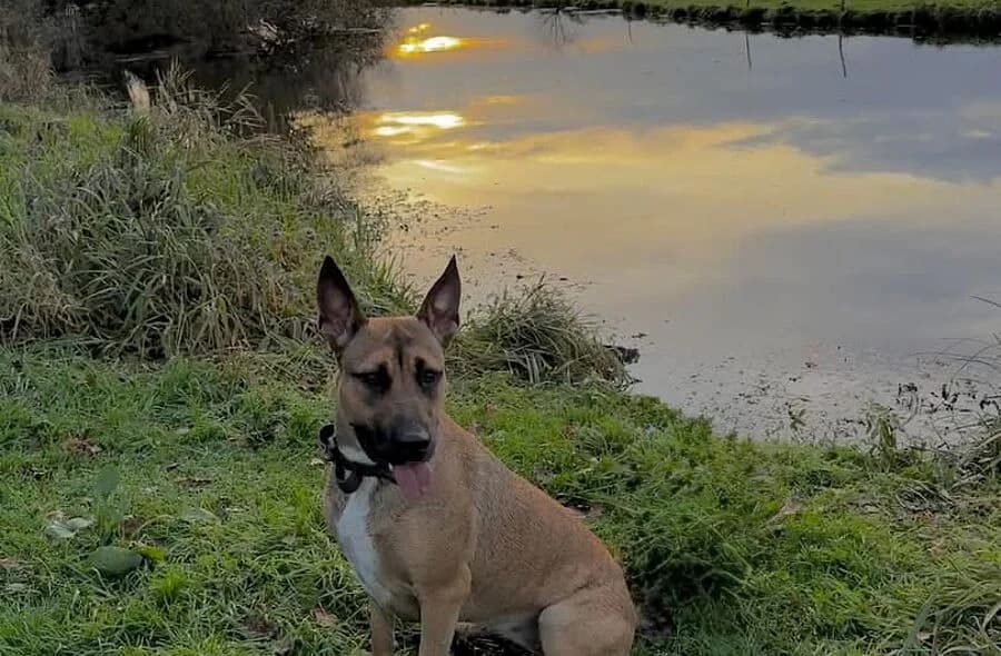 Vaiana, Belgian Malinois (30 Millions d'Amis)