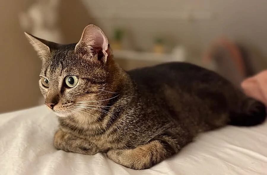 Milo, unknown male mixed breed for adoption at 30 Millions d'Amis, Paris