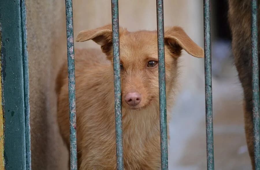 Susi, Podenco (30 Millions d'Amis)