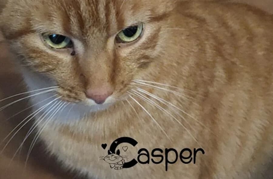 Casper, unknown male mixed breed for adoption at 30 Millions d'Amis, Paris