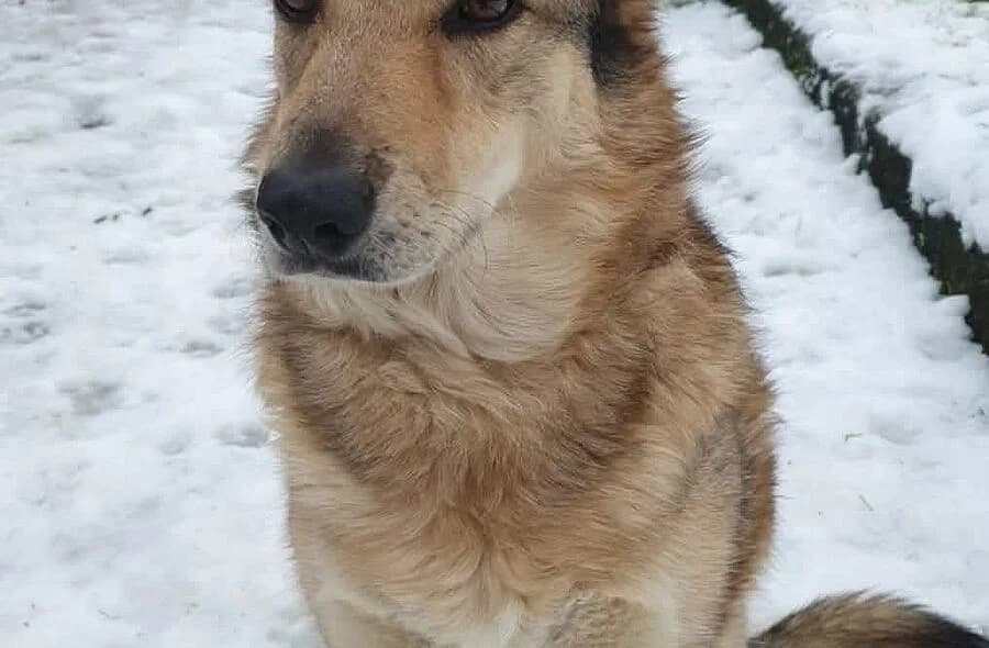 Taiga, female mixed breed for adoption at 30 Millions d'Amis, Paris