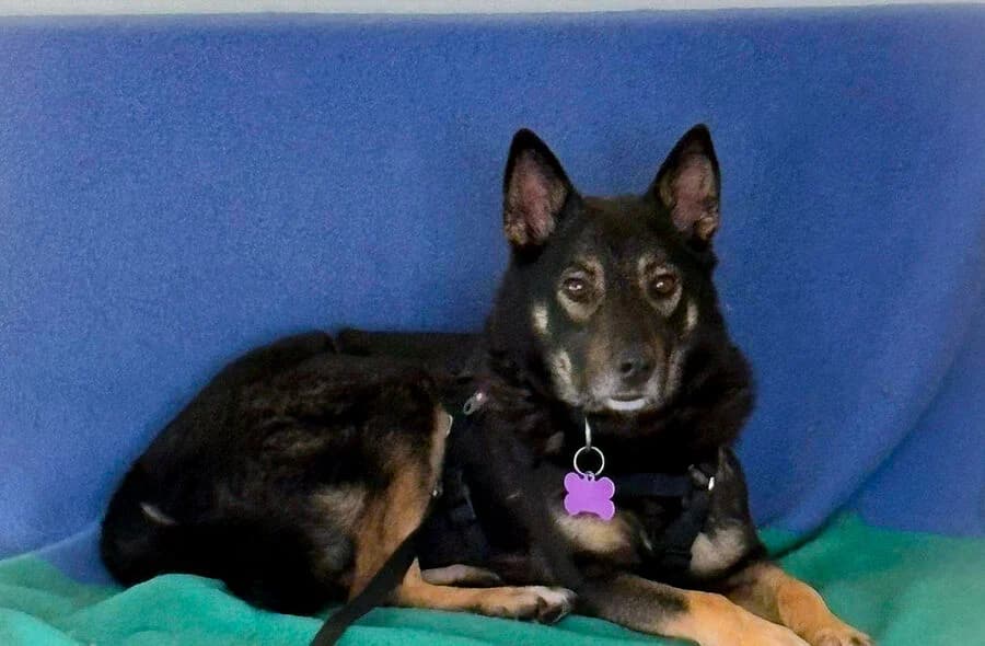 Bonnie, male puppy mixed breed for adoption at 30 Millions d'Amis, Paris