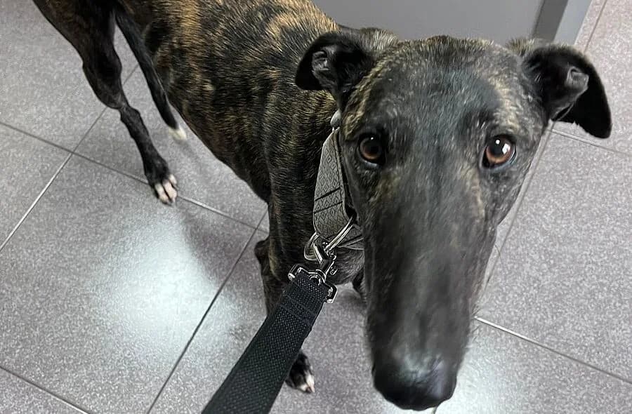 Cesar, male 4yo Galgo Español for adoption at 30 Millions d'Amis, Paris