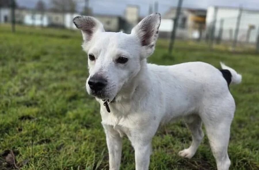 Popeye, male 4yo Jack Russell Terrier for adoption at 30 Millions d'Amis, Paris