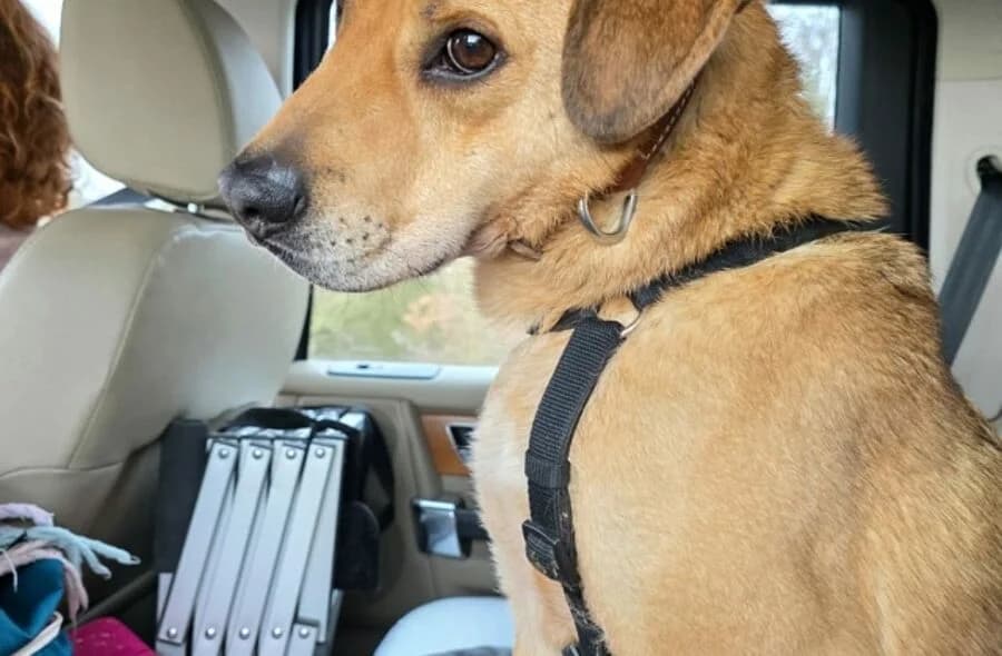 Sand, unknown male mixed breed for adoption at 30 Millions d'Amis, Paris