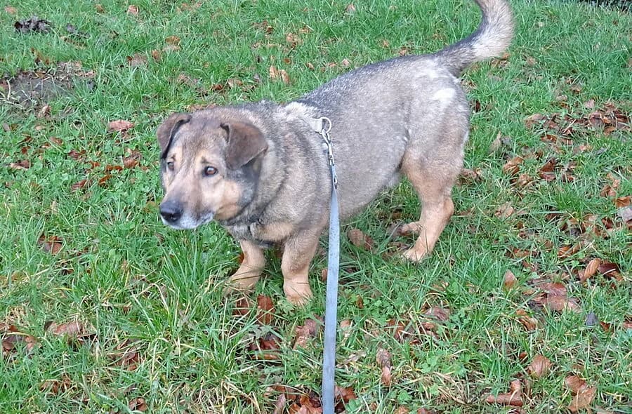 Middleton, male puppy mixed breed for adoption at 30 Millions d'Amis, Paris