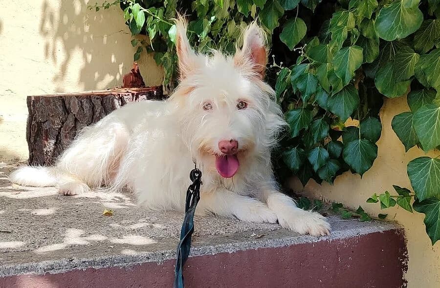 Yuki, Podenco (30 Millions d'Amis)