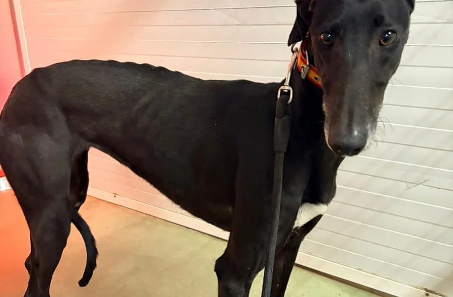 Trufa, female 4yo Galgo Español for adoption at 30 Millions d'Amis, Paris