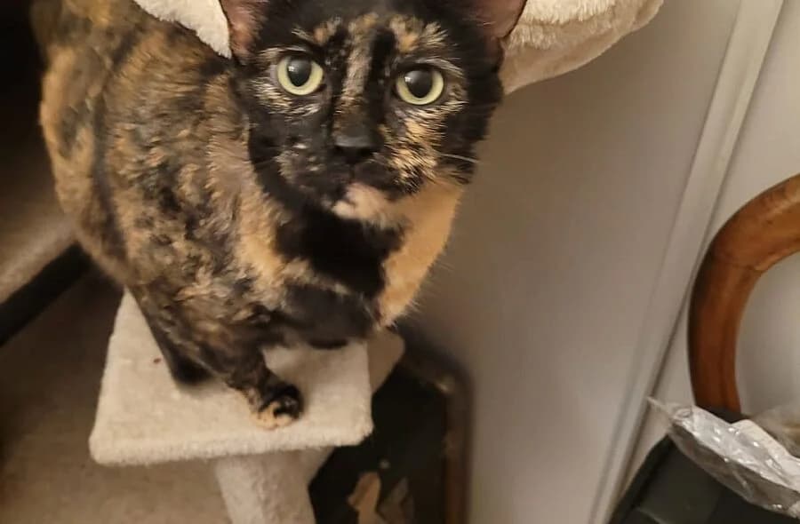 Moka, unknown female mixed breed for adoption at 30 Millions d'Amis, Paris