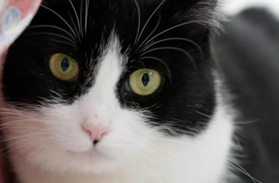 Lily, unknown female mixed breed for adoption at 30 Millions d'Amis, Paris