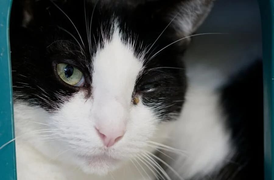 Oneil, unknown male mixed breed for adoption at 30 Millions d'Amis, Paris