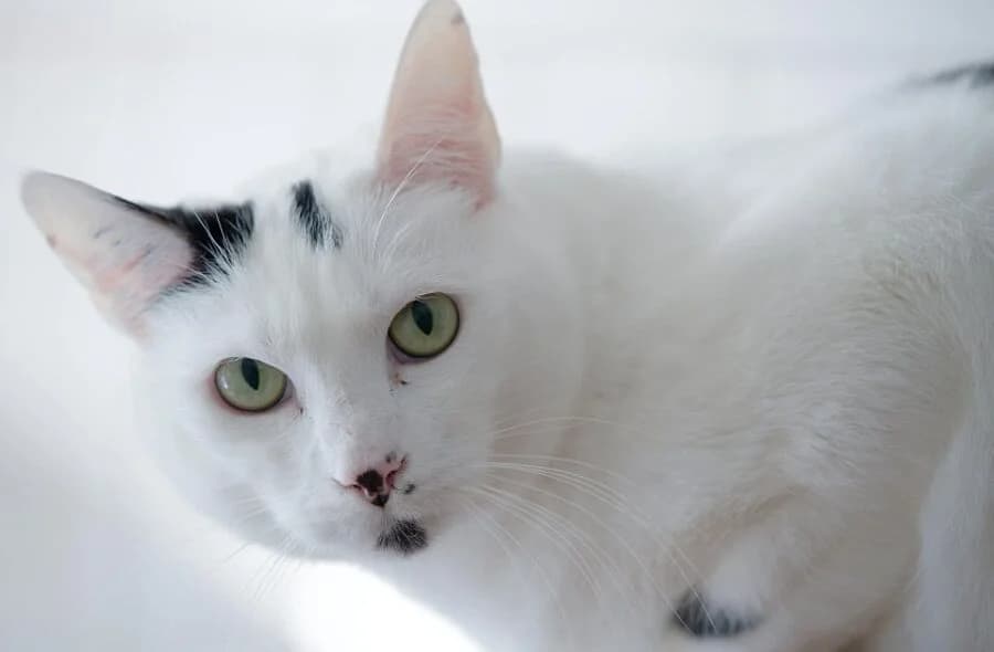 Oggy,  (30 Millions d'Amis)