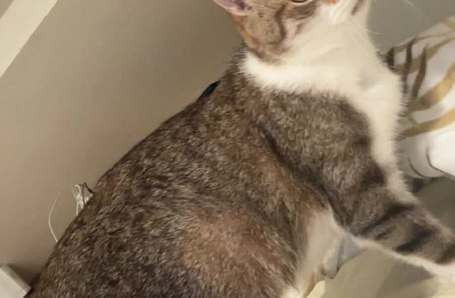 Kitty,  (30 Millions d'Amis)
