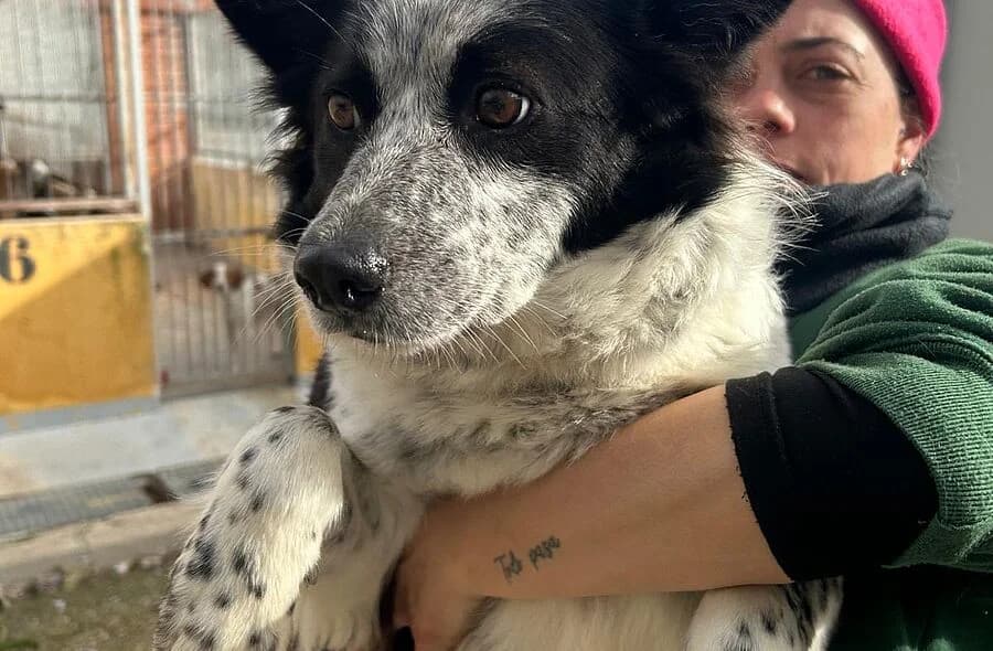 Eli, female 4yo Border Collie for adoption at 30 Millions d'Amis, Paris