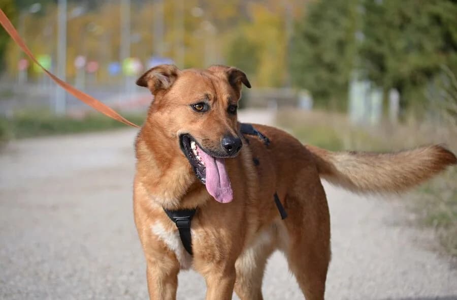 Basili, unknown male Mixed Breed for adoption at 30 Millions d'Amis, Paris