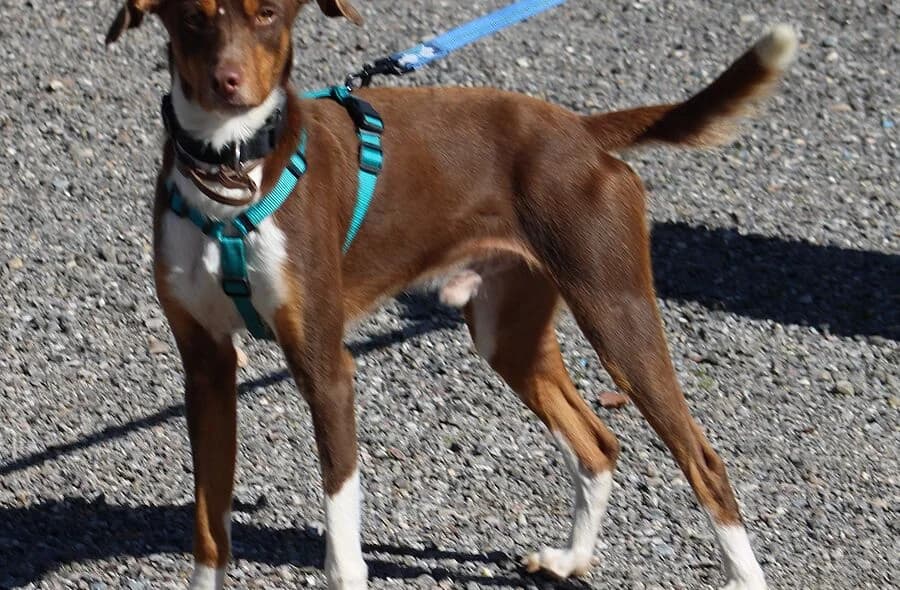 Harvey, unknown male Mixed Breed for adoption at 30 Millions d'Amis, Paris