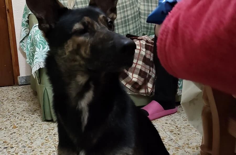 Lulu, female puppy Mixed Breed for adoption at 30 Millions d'Amis, Paris