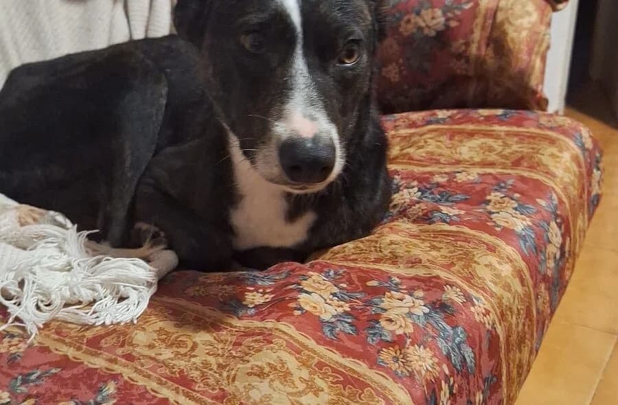 Oreo, Podenco (30 Millions d'Amis)