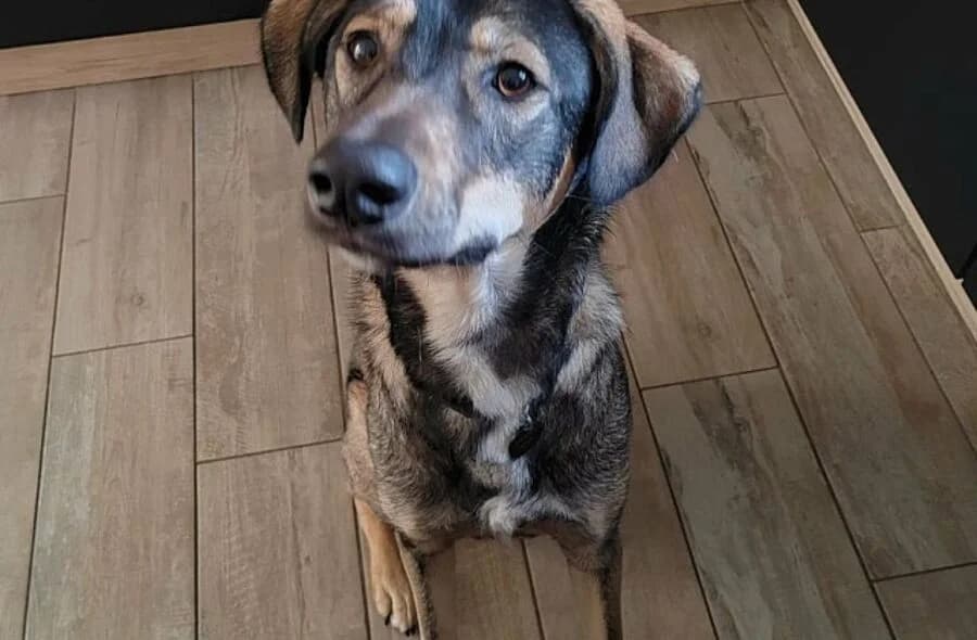 Skye, unknown female mixed breed for adoption at 30 Millions d'Amis, Paris