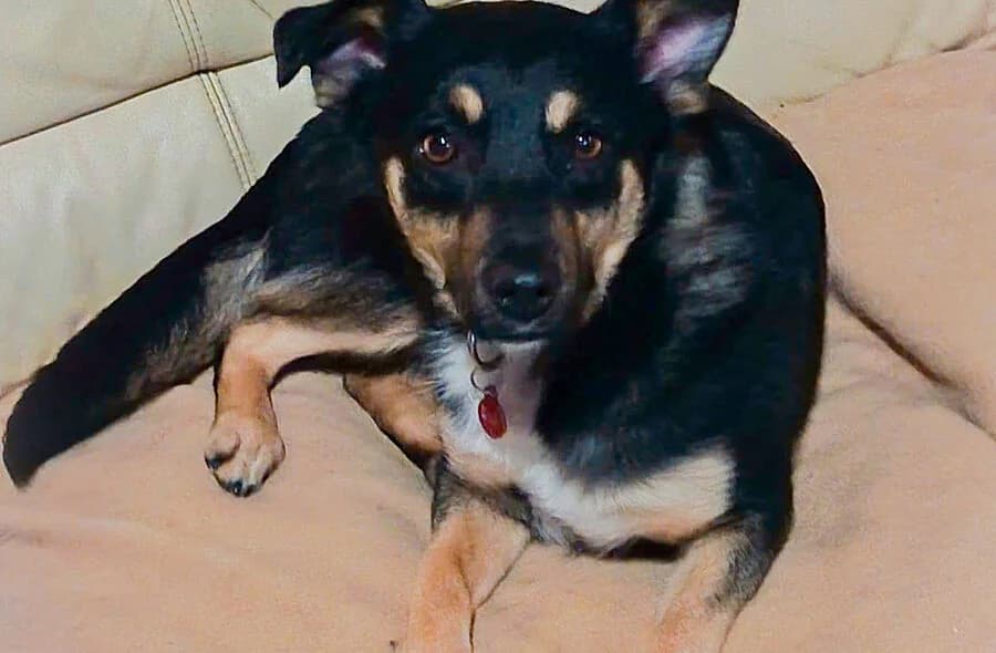 Kelina,  (30 Millions d'Amis)
