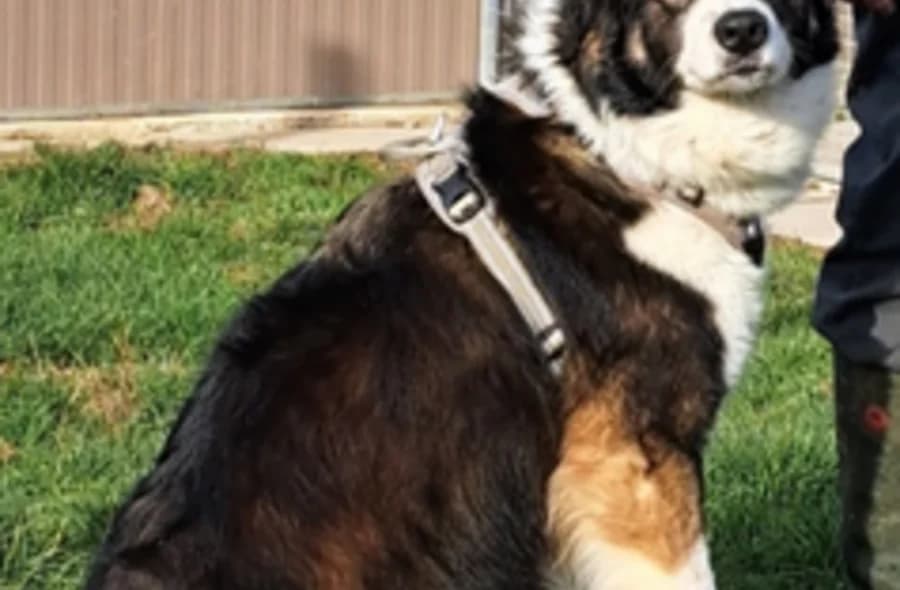Kaly, unknown female mixed breed for adoption at 30 Millions d'Amis, Paris
