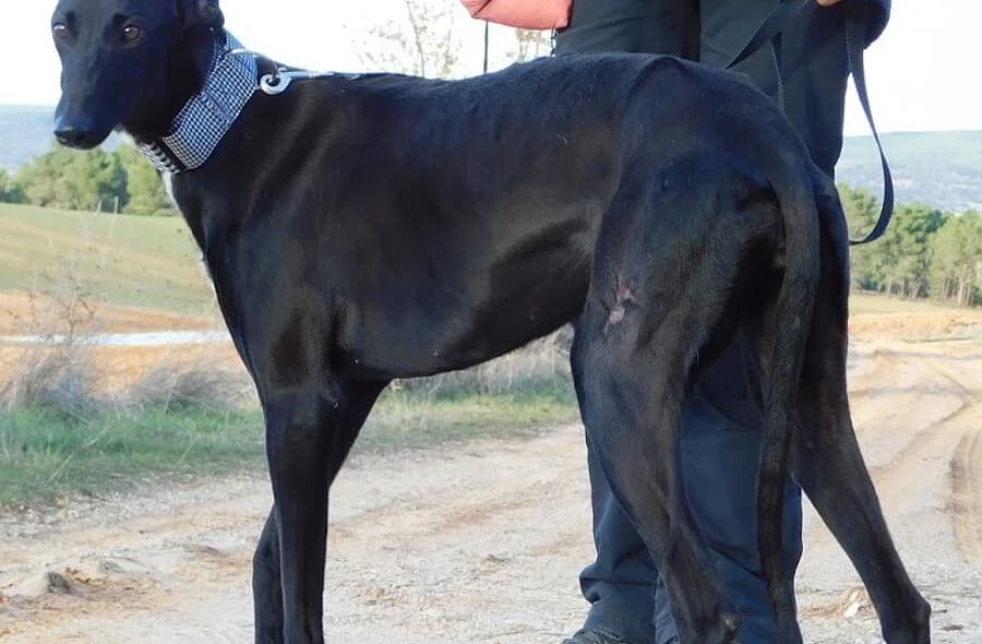 Nani, female 4yo Galgo Español for adoption at 30 Millions d'Amis, Paris
