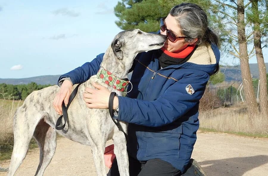 Sonajera, female 4yo Galgo Español for adoption at 30 Millions d'Amis, Paris