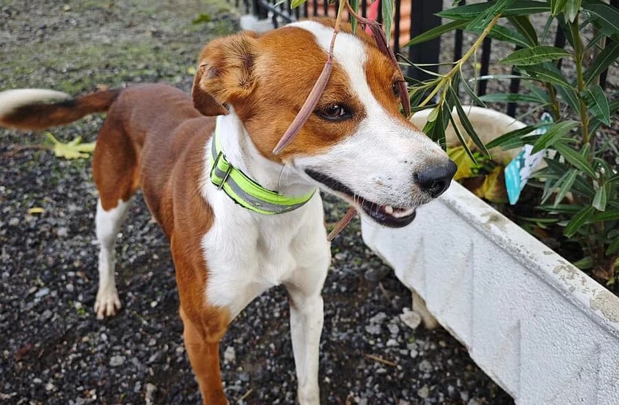 Oreo, male puppy Mixed Breed for adoption at 30 Millions d'Amis, Paris