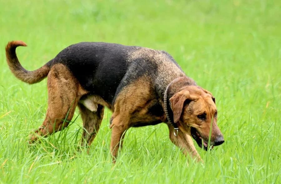 Theo, Mixed Breed (30 Millions d'Amis)