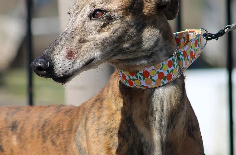 Muli, male 4yo Galgo Español for adoption at 30 Millions d'Amis, Paris