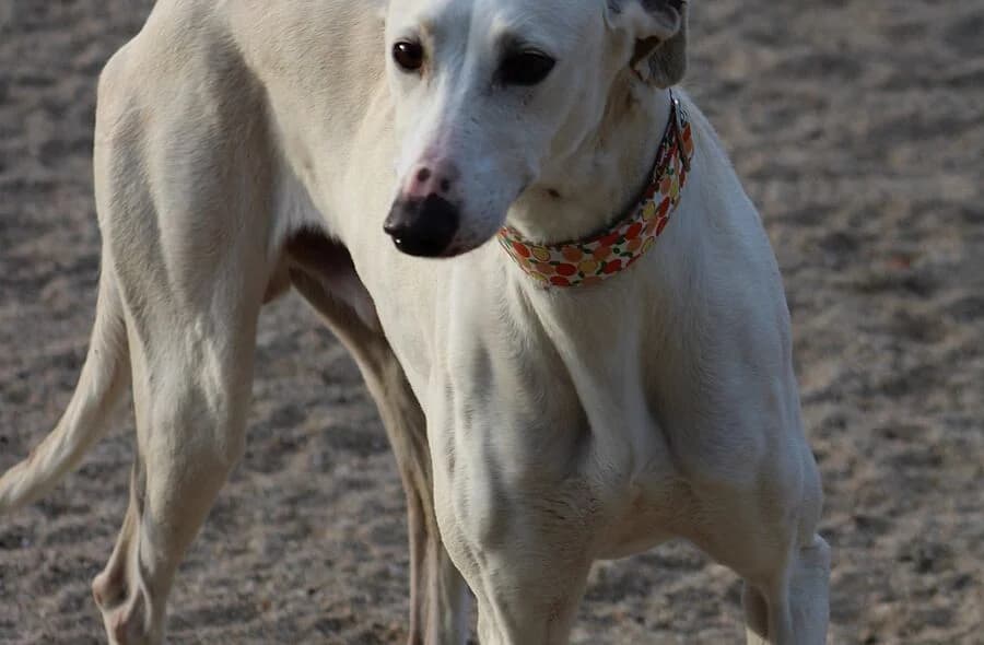 Duqui, male 4yo Galgo Español for adoption at 30 Millions d'Amis, Paris