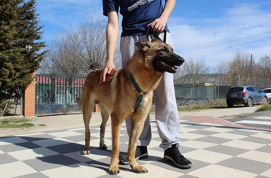 Alikam, male puppy Belgian Malinois for adoption at 30 Millions d'Amis, Paris