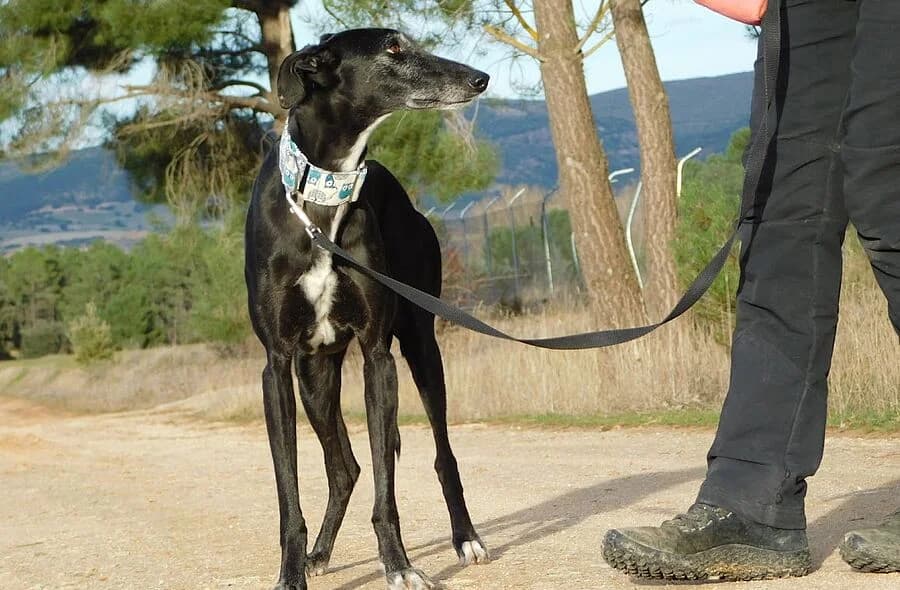 Vera, female 4yo Galgo Español for adoption at 30 Millions d'Amis, Paris