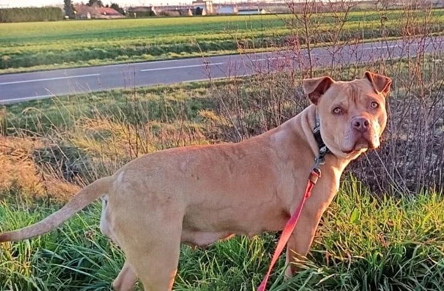 Tokyo, unknown female mixed breed for adoption at 30 Millions d'Amis, Paris