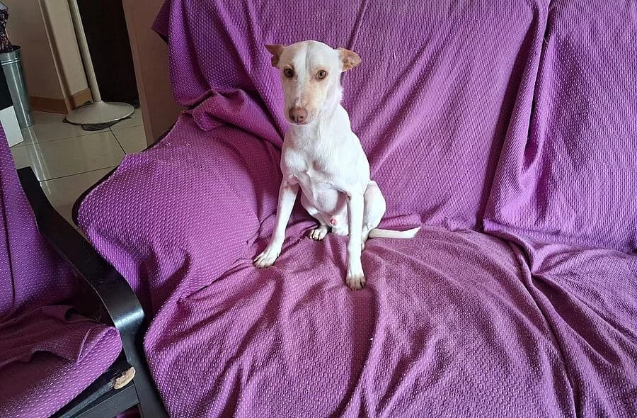 Pocito, Podenco (30 Millions d'Amis)