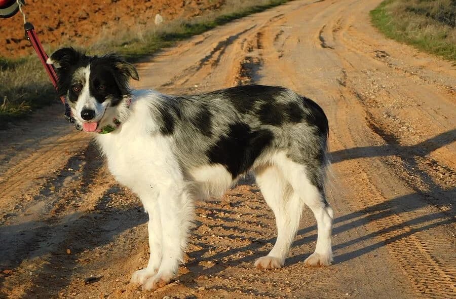 Carlota, female puppy Border Collie for adoption at 30 Millions d'Amis, Paris