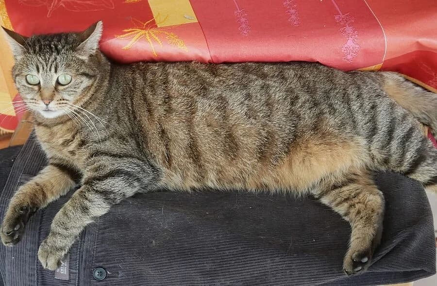 India, unknown female mixed breed for adoption at 30 Millions d'Amis, Paris