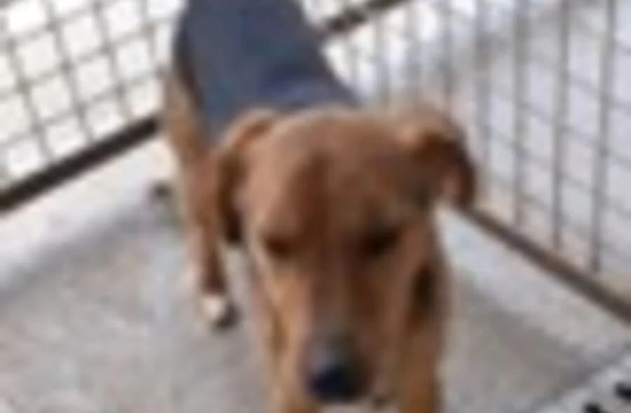 Rodolphe, Mixed Breed (30 Millions d'Amis)