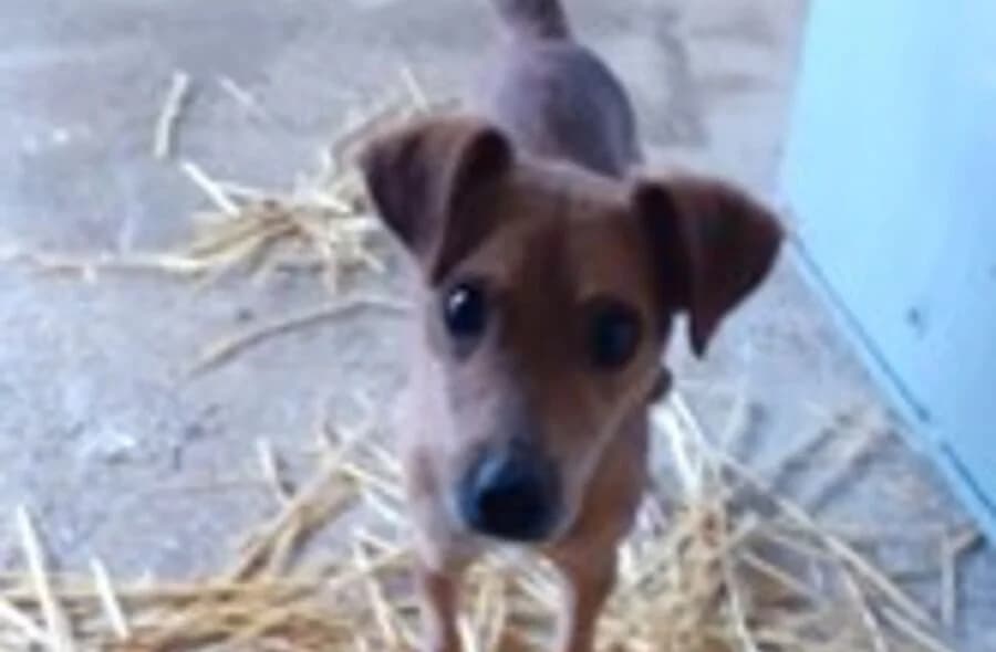 Cupidon, unknown male Mixed Breed for adoption at 30 Millions d'Amis, Paris