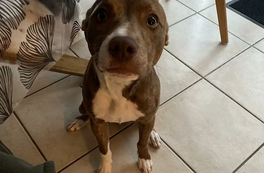 Benji, male Mixed Breed for adoption at 30 Millions d'Amis, Paris