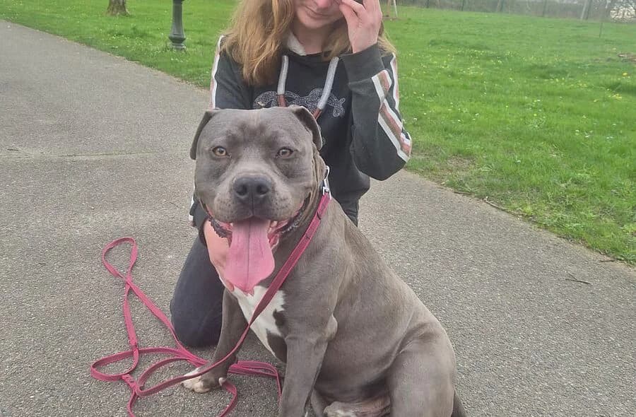 Vegas, American Staffordshire Terrier (30 Millions d'Amis)