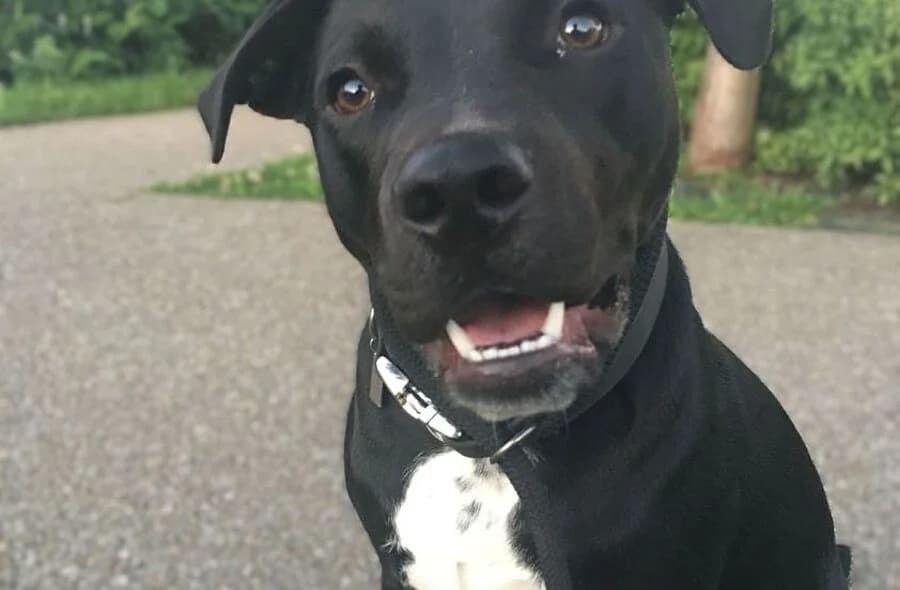 Fidji, female 4yo Labrador Retriever for adoption at 30 Millions d'Amis, Paris